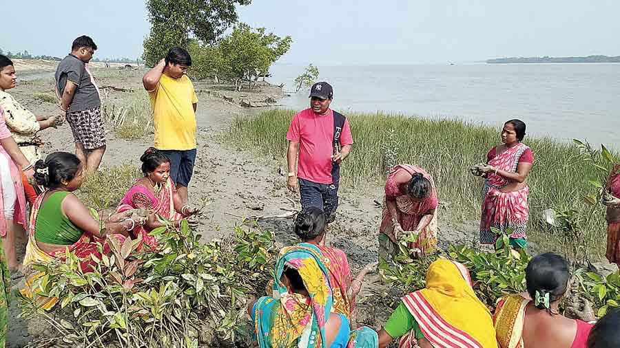 mangrove-planting